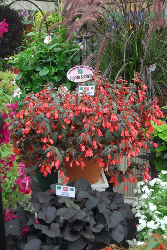 B. ‘Bellfire’